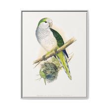 Quaker or Grey-breasted Parrakeet (Myiopsitta monachus) colored wood-engraved plate by Alexander Francis Lydon - NOMADEN ART GALLERY