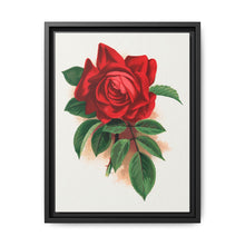 Red rose, Alfred Colomb lithograph. Digitally enhanced from our own original 1900 edition plates of Botanical Specimen published by Rochester Lithographing - NOMADEN ART GALLERY