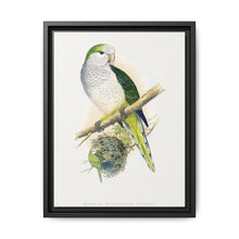 Quaker or Grey-breasted Parrakeet (Myiopsitta monachus) colored wood-engraved plate by Alexander Francis Lydon - NOMADEN ART GALLERY