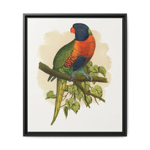 Blue Mountain Lory (Trichoglossus moluccanus) colored wood-engraved plate by Alexander Francis Lydon. - NOMADEN ART GALLERY