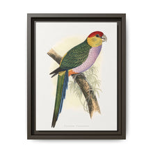 Pileated Parrakeet (Pionopsitta pileata) colored wood-engraved plate by Alexander Francis Lydon. - NOMADEN ART GALLERY