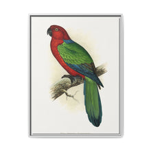 Red Shining Parrakeet (Prosopeia tabuensis) colored wood-engraved plate by Alexander Francis Lydon - NOMADEN ART GALLERY