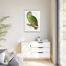 Dufresne's Amazon (Amazona dufresniana) colored wood-engraved plate by Alexander Francis Lydon