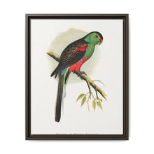 Beautiful or Paradise Parrakeet (Psephotus pulcherrimus) colored wood-engraved plate by Alexander Francis Lydon - NOMADEN ART GALLERY