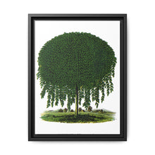 Kilmarnock Weeping Willow tree lithograph. Digitally enhanced from our own original 1900 edition plates of Botanical Specimen published by Rochester Lithographing - NOMADEN ART GALLERY