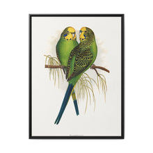 Budgerigar (Melopsittacus undulatus) colored wood-engraved plate by Alexander Francis Lydon - NOMADEN ART GALLERY