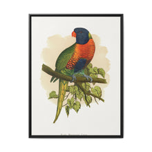 Blue Mountain Lory (Trichoglossus moluccanus) colored wood-engraved plate by Alexander Francis Lydon. - NOMADEN ART GALLERY