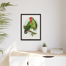 Rosy-Faced Love-Bird (Agapornis roseicollis) colored wood-engraved plate by Alexander Francis Lydon.