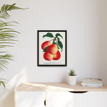 Vermont Beauty pear lithograph. Digitally enhanced from our own original 1900 edition plates of Botanical Specimen published by Rochester Lithographing