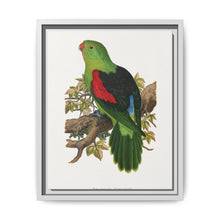 Red-winged parakeet (Aprosmictus erythropterus) colored wood-engraved plate by Alexander Francis Lydon - NOMADEN ART GALLERY