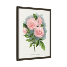 Pink rose, Clothilde Soupert lithograph. Digitally enhanced from our own original 1900 edition plates of Botanical Specimen published by Rochester Lithographing