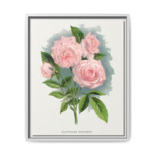 Pink rose, Clothilde Soupert lithograph. Digitally enhanced from our own original 1900 edition plates of Botanical Specimen published by Rochester Lithographing - NOMADEN ART GALLERY