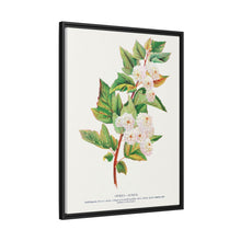 Spirea Aurea flowers lithograph. Digitally enhanced from our own original 1900 edition plates of Botanical Specimen published by Rochester Lithographing