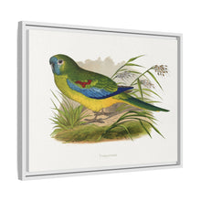 Turquoisine (Neophema pulchella) colored wood-engraved plate by Alexander Francis Lydon