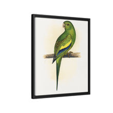 Canary-Winged Conure ( Brotogeris versicolurus) colored wood-engraved plate by Alexander Francis Lydon