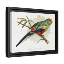 Many-Coloured Parrakeet (Psephotellus varius) colored wood-engraved plate by Alexander Francis Lydon