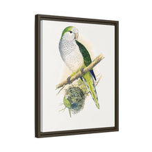 Quaker or Grey-breasted Parrakeet (Myiopsitta monachus) colored wood-engraved plate by Alexander Francis Lydon