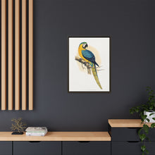 Blue and Yellow Macaw (Ara ararauna) colored wood-engraved plate by Alexander Francis Lydon