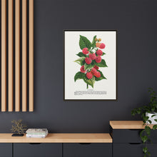 Cuthbert raspberry lithograph. Digitally enhanced from our own original 1900 edition plates of Botanical Specimen published by Rochester Lithographing
