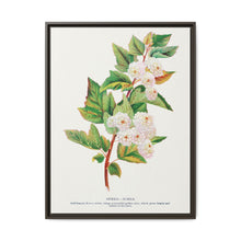 Spirea Aurea flowers lithograph. Digitally enhanced from our own original 1900 edition plates of Botanical Specimen published by Rochester Lithographing - NOMADEN ART GALLERY
