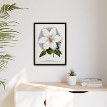 Clematis flower lithograph. Digitally enhanced from our own original 1900 edition plates of Botanical Specimen published by Rochester Lithographing
