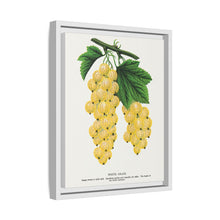 White Grape Lithograph | Vintage Botanical Wall Art Print
