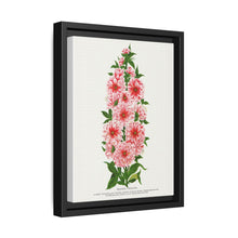 Prunus Triloba flower lithograph. Digitally enhanced from our own original 1900 edition plates of Botanical Specimen published by Rochester Lithographing - NOMADEN ART GALLERY