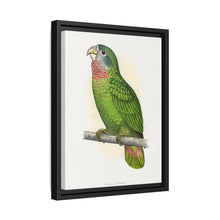 Jamaica Parrot (Amazona collaria) colored wood-engraved plate by Alexander Francis Lydon