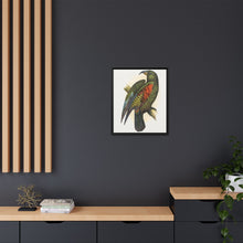 Mountain Parrot (Nestor notabilis) colored wood-engraved plate by Alexander Francis Lydon