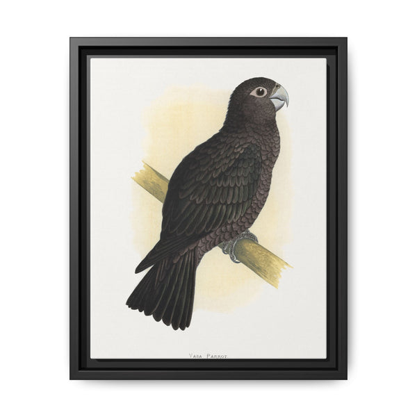 Vasa Parrot (Coracopsis) colored wood-engraved plate by Alexander Francis Lydon