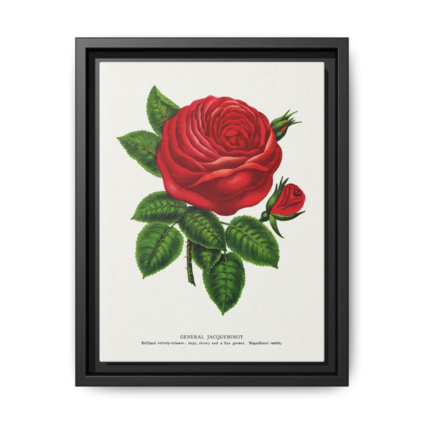Red rose, General Jacquemont flower lithograph. Digitally enhanced from our own original 1900 edition plates of Botanical Specimen published by Rochester Lithographing - NOMADEN ART GALLERY