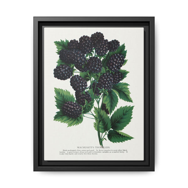 Wachusetts Thornless blackberry lithograph. Digitally enhanced from our own original 1900 edition plates of Botanical Specimen published by Rochester Lithographing - NOMADEN ART GALLERY