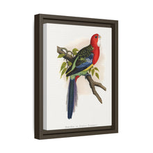 Rose-Hill or Rosella Parrakeet (Platycercus eximius) colored wood-engraved plate by Alexander Francis Lydon
