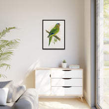 Petz's Conure (Aratinga canicularis) colored wood-engraved plate by Alexander Francis Lydon
