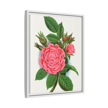Pink rose, Salet Moss lithograph. Digitally enhanced from our own original 1900 edition plates of Botanical Specimen published by Rochester Lithographing