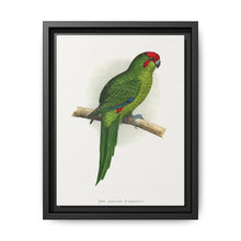 New Zealand Parrakeet (Cyanoramphus novaezelandiae) colored wood-engraved plate by Alexander Francis Lydon - NOMADEN ART GALLERY