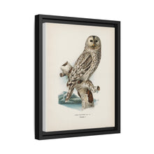 Strix uralensis ♀ illustrated by the von Wright brothers from our own 1929 folio version of Svenska Fåglar Efter Naturen Och Pa Sten Ritade - NOMADEN ART GALLERY