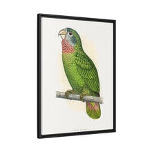 Jamaica Parrot (Amazona collaria) colored wood-engraved plate by Alexander Francis Lydon