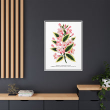 Pink flowers, Weigela lithograph (1900)