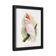 Leadbeater's Cockatoo (Lophochroa leadbeateri) colored wood-engraved plate by Alexander Francis Lydon - NOMADEN ART GALLERY