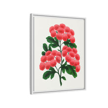 Paul's New Double Flowering Thorn lithograph. Digitally enhanced from our own original 1900 edition plates of Botanical Specimen published by Rochester Lithographing