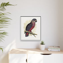 Dusky or Violet Parrot (Pionus fuscus) colored wood-engraved plate by Alexander Francis Lydon.