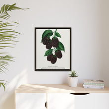 Lucretia Dewberry lithograph. Digitally enhanced from our own original 1900 edition plates of Botanical Specimen published by Rochester Lithographing