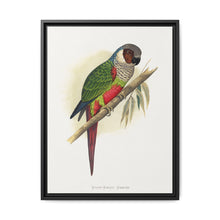 White-Eared Conure (Pyrrhura leucotis) colored wood-engraved plate by Alexander Francis Lydon - NOMADEN ART GALLERY