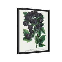 Wachusett Blackberry Lithograph | Vintage Botanical Wall Art