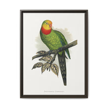 Barraband's Parakeet (Polytelis swainsonii) colored wood-engraved plate by Alexander Francis Lydon - NOMADEN ART GALLERY