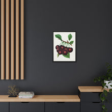 Black Tartarian cherry lithograph. Digitally enhanced from our own original 1900 edition plates of Botanical Specimen published by Rochester Lithographing