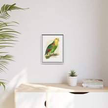 Double-Fronted or Le Vaillant's Amazon (Amazona oratrix) colored wood-engraved plate by Alexander Francis Lydon.
