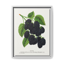 Snyder Blackberry lithograph from Botanical Specimen published by Rochester Lithographing - NOMADEN ART GALLERY