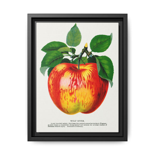 Wolf River apple lithograph. Digitally enhanced from our own original 1900 edition plates of Botanical Specimen published by Rochester Lithographing - NOMADEN ART GALLERY